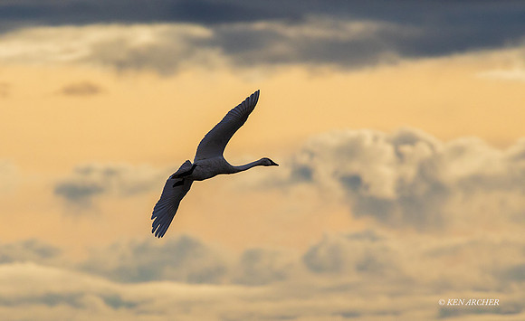 SWTS01898 - Tundra Swan