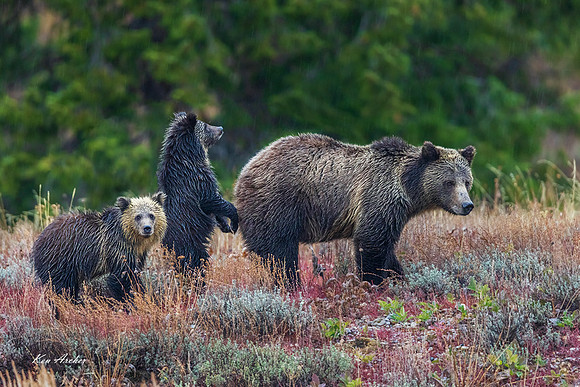 GRZ02789 _ Grizzly Bear