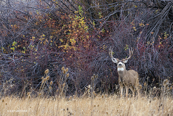 MLDR00691 Mule Deer