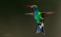 AZBH00581 - Broad-billed Hummingbird