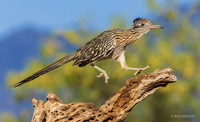 AZGR00188 - Greater Roadrunner