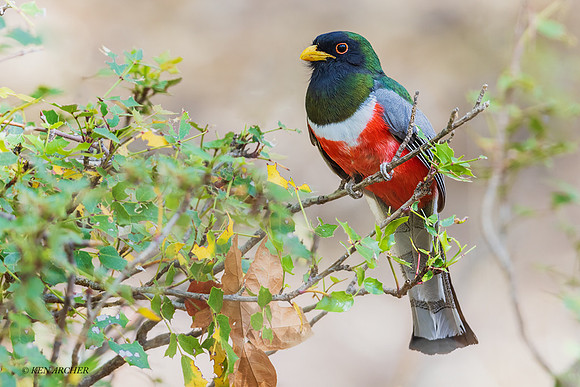 AZET00046 - Elegant trogon