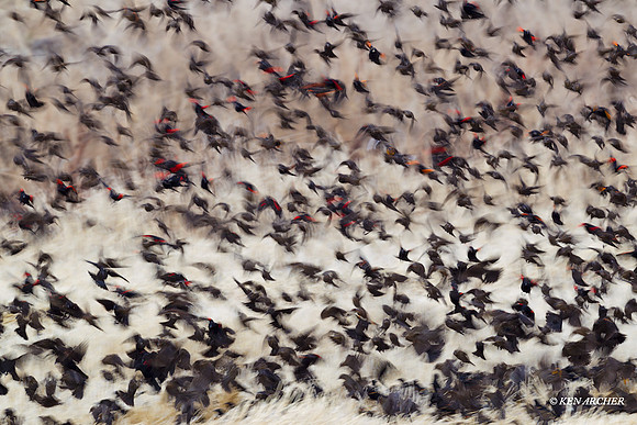 Red-winged Blackbird Flock - RWBD00293a