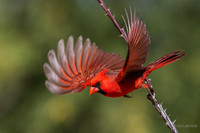 AZNC00346 - Northern Cardinal