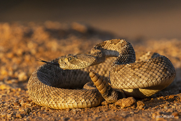 AZDR00059 - Diamond-backed Rattlesnake