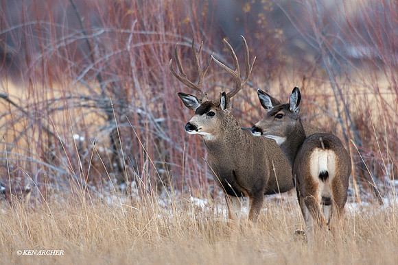MLDR01072 Mule Deer