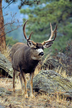 MUDR481697 Mule Deer Buck