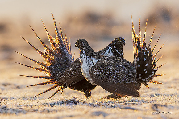 SGCO03198 - Greater Sage Grouse