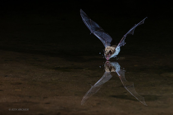 AZBT00006 - Long-eared Myotis Bat