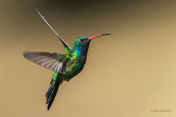 AZBH00288 - Broad-billed Hummingbird