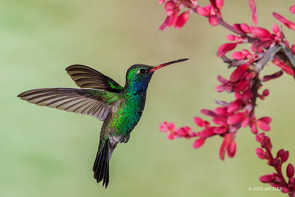 AZBH00459 - Broad-billed Hummingbird
