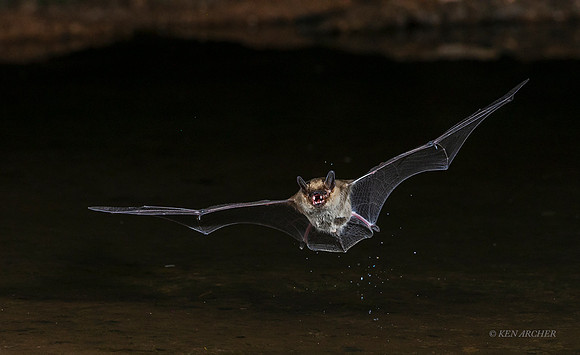 AZBT00011 - Long-eared Myotis Bat