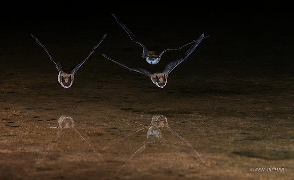 AZBT00012 - Long-eared Myotis Bat