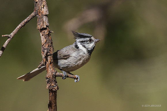 AZBT00019 - Bridled Titmouse