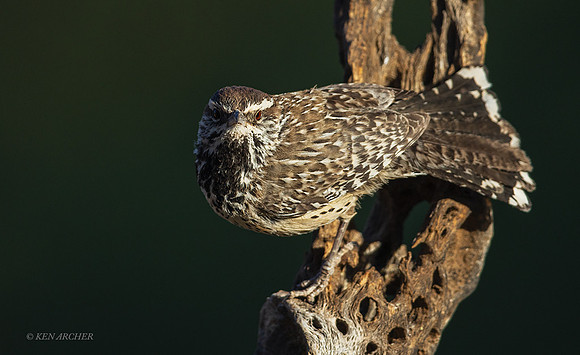 AZCW00159 - Cactus Wren
