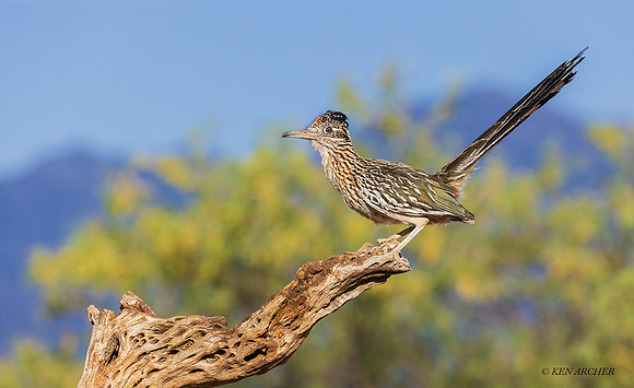 AZGR00176 - Greater Roadrunner
