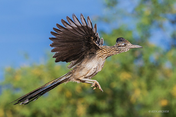 AZGR00181 - Greater Roadrunner