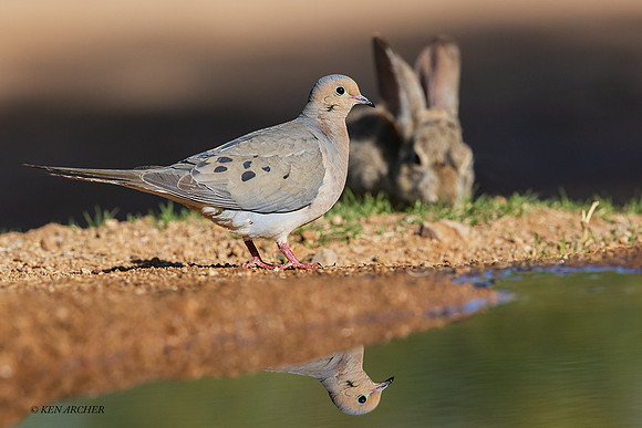 AZMD00040 - Mourning Dove