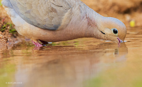 AZMD00113 - Mourning Dove