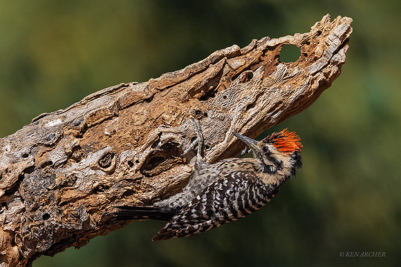 AZLW00020 - Ladder-backed Woodpecker