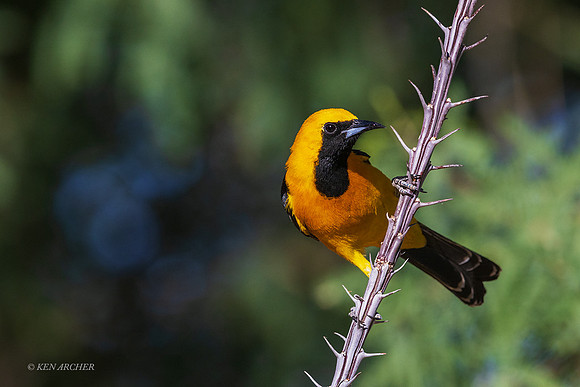 AZHO00003 - Hooded Oriole