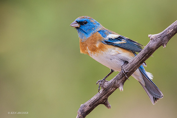 AZLB00006 - Lazuli Bunting