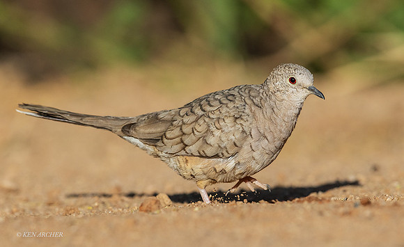 AZID00003 - Inca Dove