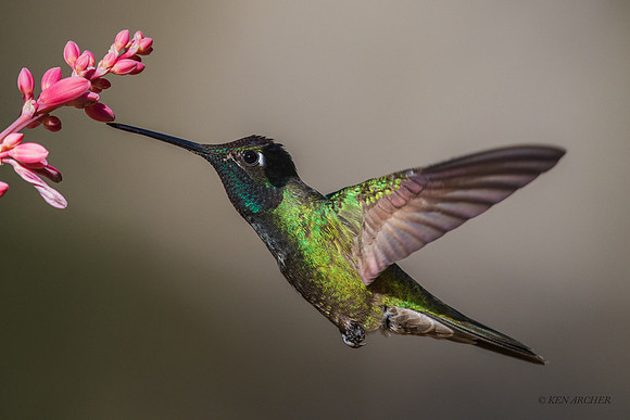 AZRH00065 - Rivoli's Hummingbird
