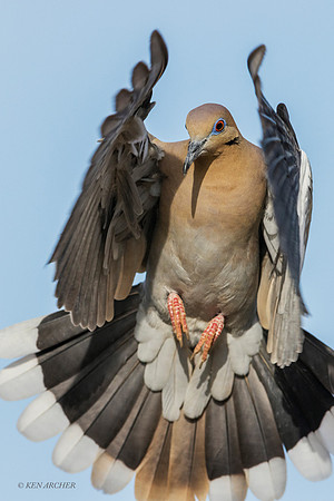 AZWD00137 - White-winged Dove