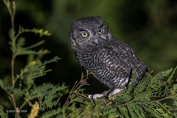 AZWS00003 - Western Screech Owl