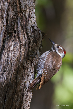 AZWP00006 - Arizona Woodpecker