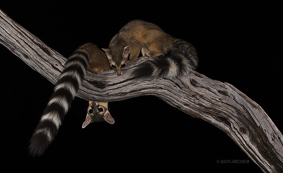 RTCT00218 - Ring-tailed Cat