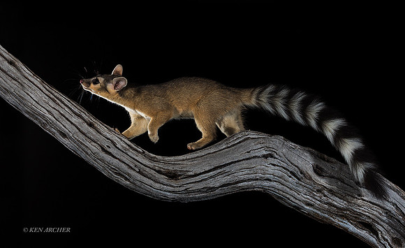 RTCT00278 - Ring-tailed Cat