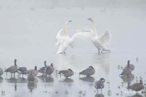 SWTS00596 - Tundra Swan