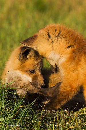 RF00550 Red Fox Kit