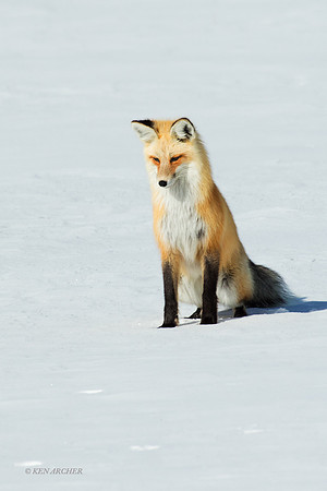 RFWR00504 - Red Fox