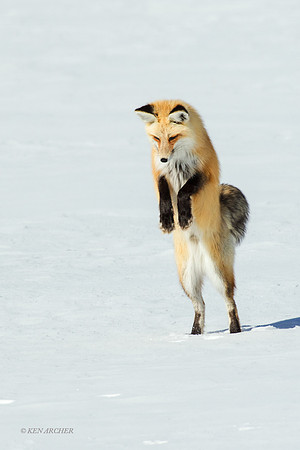 RFWR00505 - Red Fox