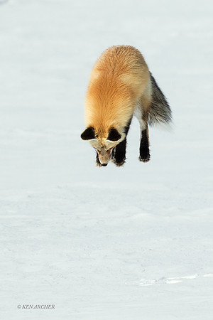 RFWR00508 - Red Fox