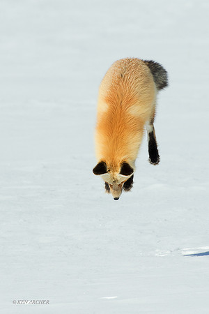 RFWR00509 - Red Fox