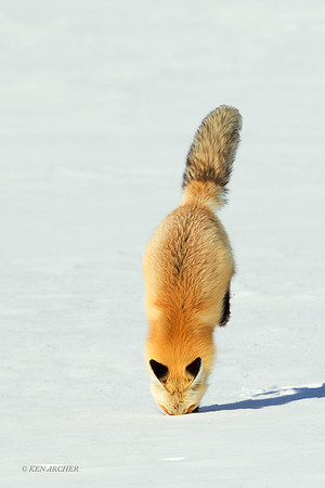 RFWR00510 - Red Fox