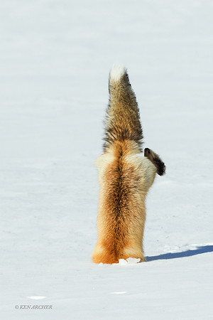 RFWR00511 - Red Fox