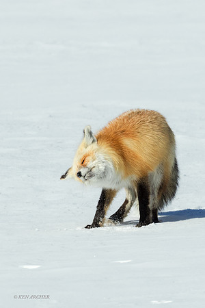 RFWR00516 - Red Fox