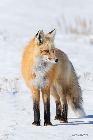 RFWR00760 - Red Fox