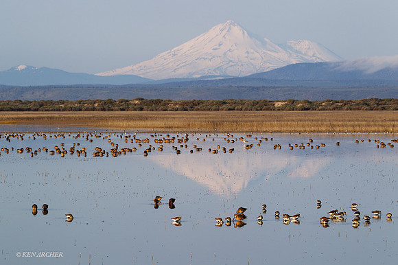 MSSD00157 - Multiple Species Shorebirds