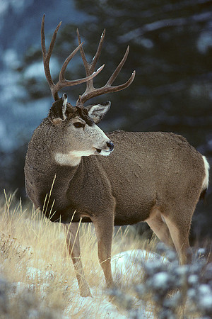 MUDR481294 Mule Deer Buck