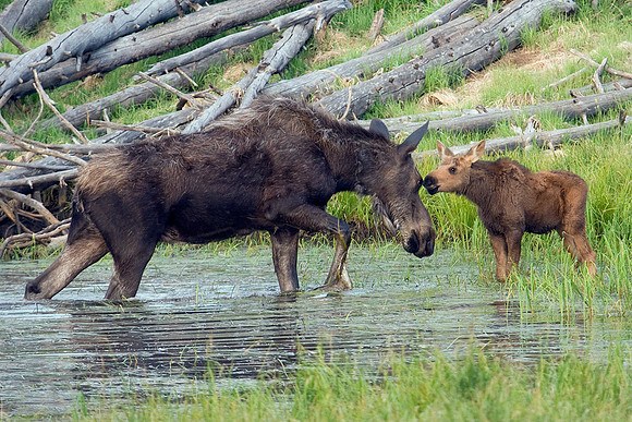 Shiras Moose