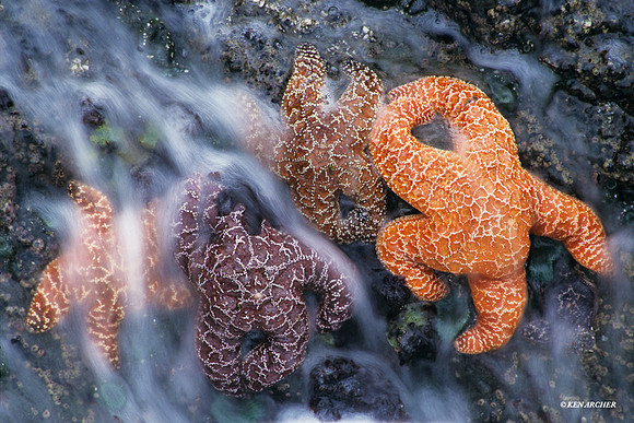 Ochre Sea Stars - OESS930141