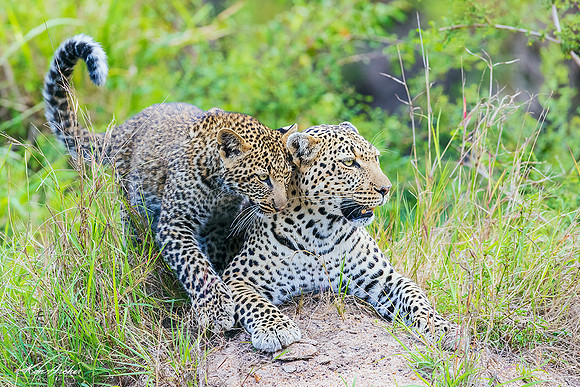 KALD00144 - Leopard