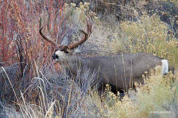 MUDR01680 Mule Deer