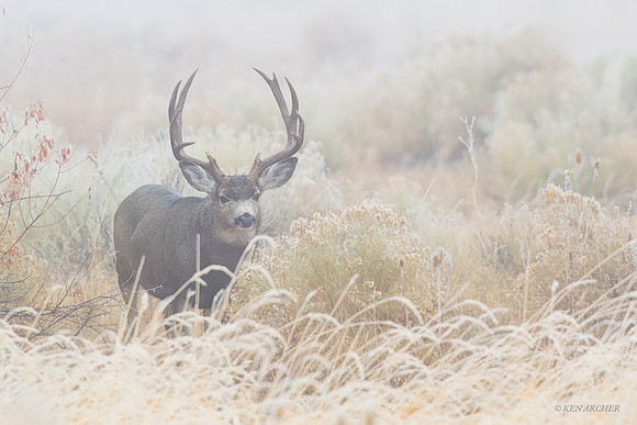 MUDR01790 Mule Deer